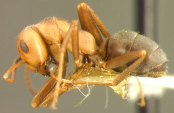 Media type: image;   Entomology 22721 Aspect: habitus lateral view